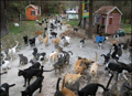चीन में चूहों से निपट रही हैं बिल्लियों की सेना'    