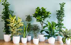 घर में लगाएं ये लाभकारी पौधेः इनसे बचता है पर्यावरण, बनता है स्वास्थ्य, आती है समृद्धि