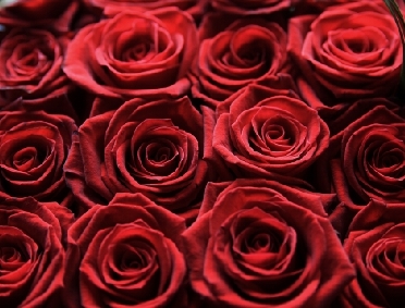 इथोपिया में फूल लगा एक भारतीय, बना गुलाब का सबसे बड़ा कारोबारी
