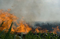 पंजाब, हरियाणा में शार्ट सर्किट से जल जाती हैं किसानों की फसलें