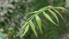 चेहरे की चमक बढ़ाने से लेकर इंफेक्शन तक, नीम देता है नेचुरल इलाज