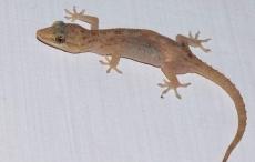 क्या छिपकली जहरीली होती है, दूध में गिरने पर क्या होता है? 