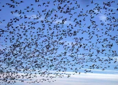 यहां इनसान उजाड़ रहा इनका बसेरा  