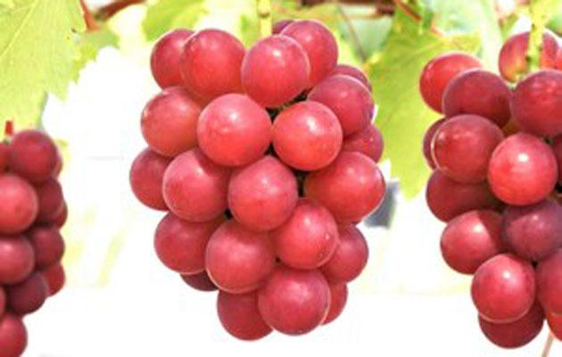 ये है दुनिया का सबसे महंगा अंगूर, रेट सुनकर उड़ जाएंगे होश