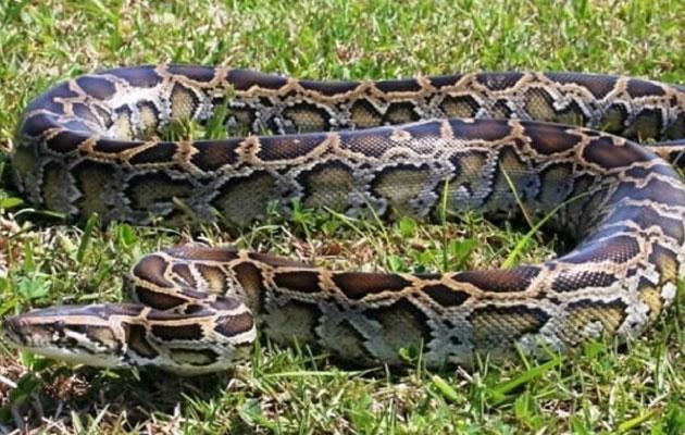 20 फुट के अजगर ने 63 साल के आदमी को जिंदा निगला