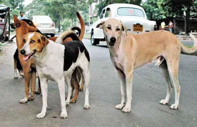 क्या पशु अधिकार कार्यकर्ता रेबीज के शिकार बच्चों को वापस ला पाएंगे? आवारा कुत्तों पर सुप्रीम कोर्ट सख्त