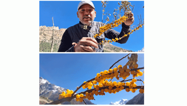 कैलाश यात्रा की राह में मिलता है सीबकथोर्न: हिमालयी संजीवनी फल