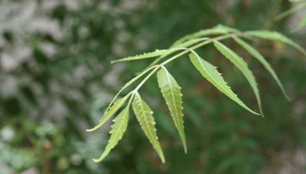 चेहरे की चमक बढ़ाने से लेकर इंफेक्शन तक, नीम देता है नेचुरल इलाज