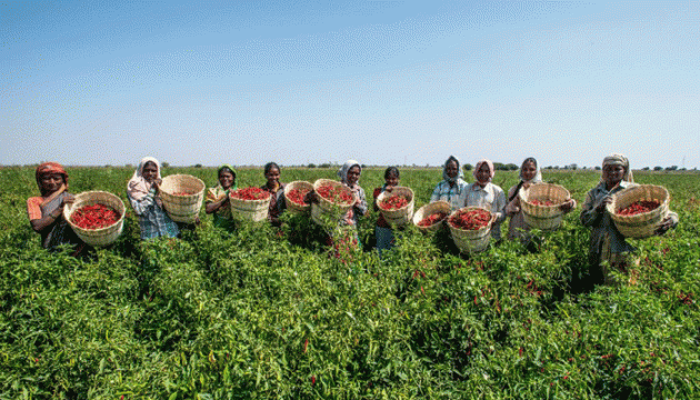 25 लाख टन गेहूं निर्यात को दी मंजूरी; किसानों को मिलेगा फायदा