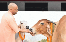CM योगी ने विधि विधान से की गोवर्धन पूजा, गायों को खिलाया गुड़