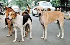 क्या पशु अधिकार कार्यकर्ता रेबीज के शिकार बच्चों को वापस ला पाएंगे? आवारा कुत्तों पर सुप्रीम कोर्ट सख्त